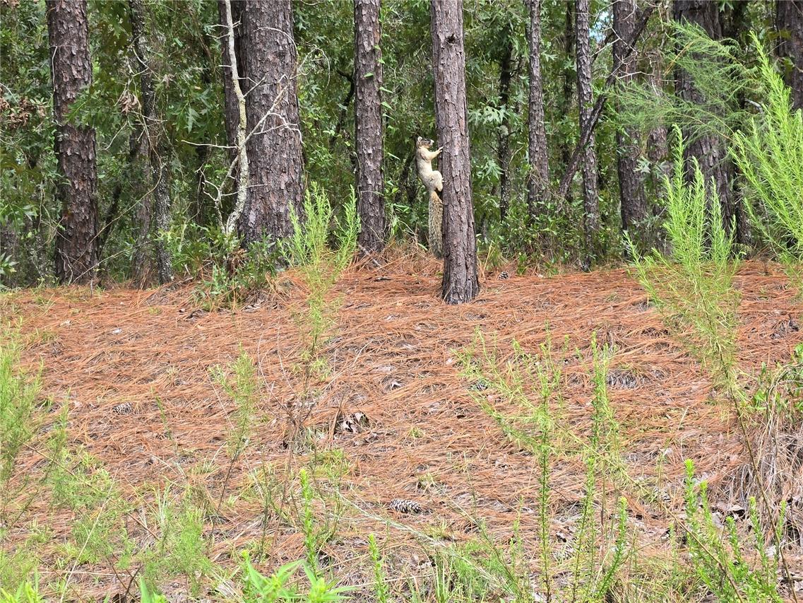 SW 76th Ln., Dunnellon, FL 34432
