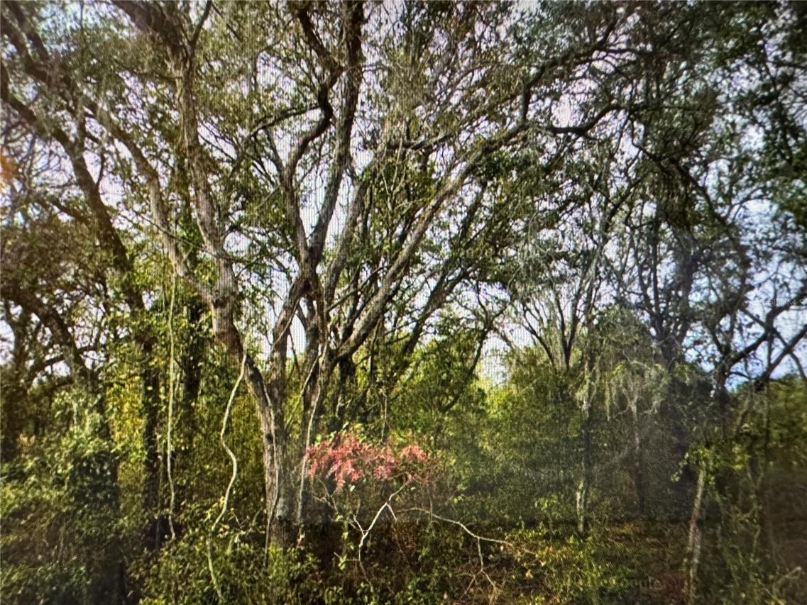 SE 141st Ave., Ocklawaha, FL 32179