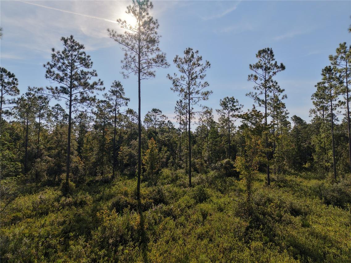 NE Off Ne 212th St. Rd., Fort Mc Coy, FL 32134