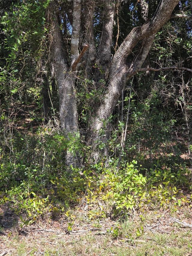 115 Street Road, Ocklawaha, FL 32179