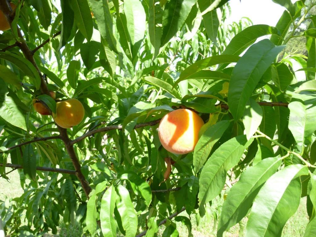 Mammoth Grove Rd., Lake Wales, FL 33898