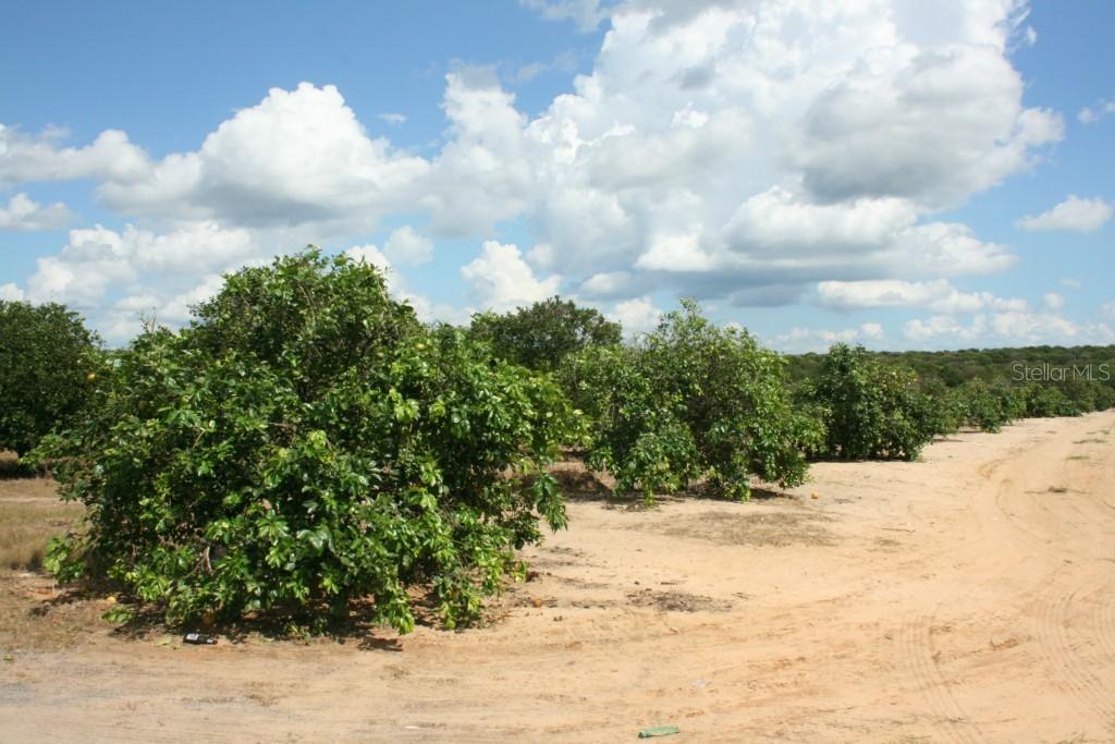 Gilbert Rd., Lake Wales, FL 33898