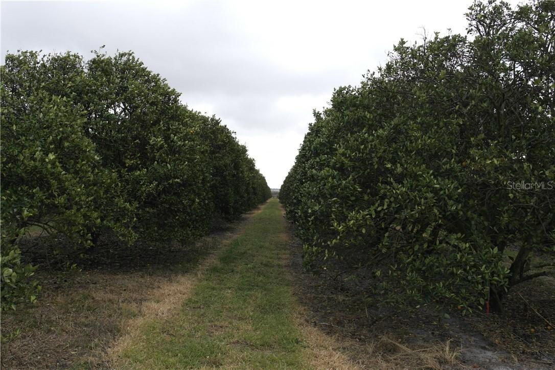 Lake Lowery Rd., Haines City, FL 33844
