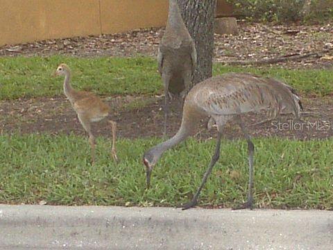 Red Grange Blvd., Indian Lake Estates, FL 33855