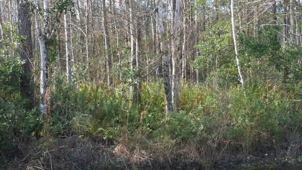 Crabgrass Rd., St Cloud, FL 34773