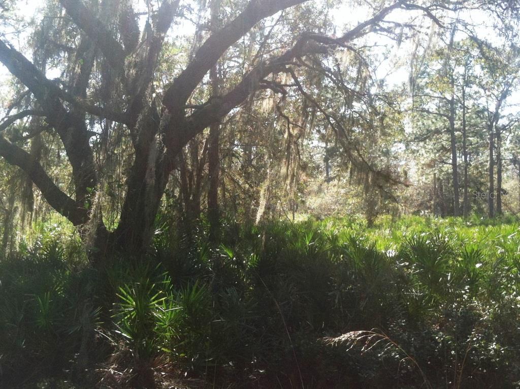 Wild Turkey Ln., Saint Cloud, FL 34771