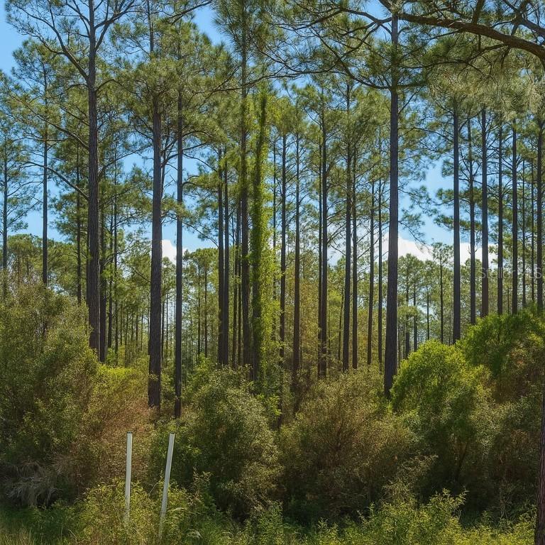 202 Tamarac Ct., Georgetown, FL 32139