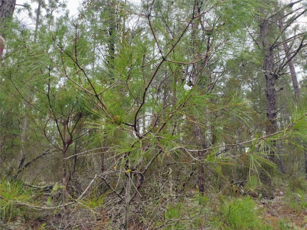 171 7th Way, Interlachen, FL 32148