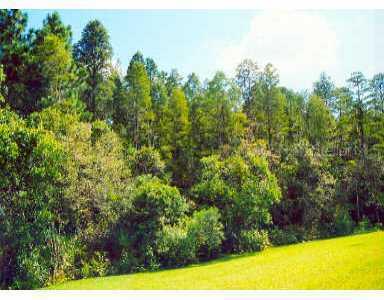 Lithia-pinecrest/pmm Rd Rd., Lithia, FL 33547