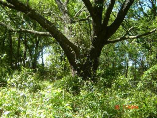 Berger Road, Lutz, FL 33548