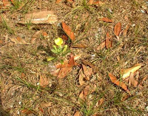 8011 N Newport Ave., Tampa, FL 33604