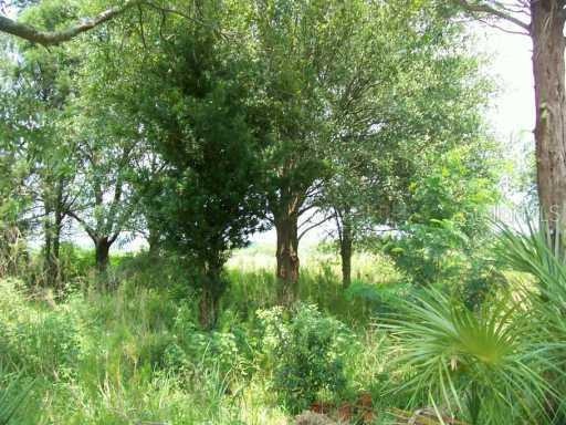 6002 Bassa St., Wimauma, FL 33598