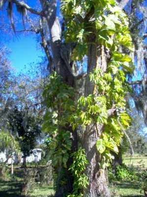 2130 Welcome Rd., Lithia, FL 33547