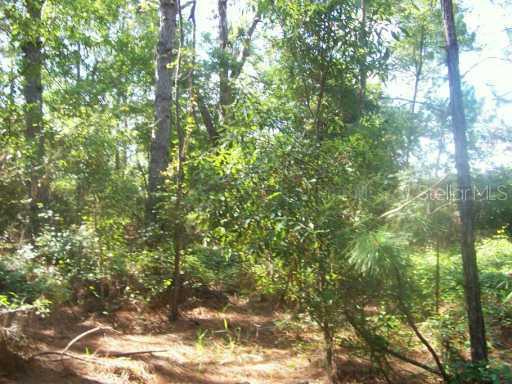 Thunderhead St., Wesley Chapel, FL 33544