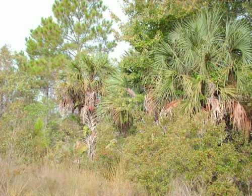 Westpoint Dr., Wesley Chapel, FL 33544