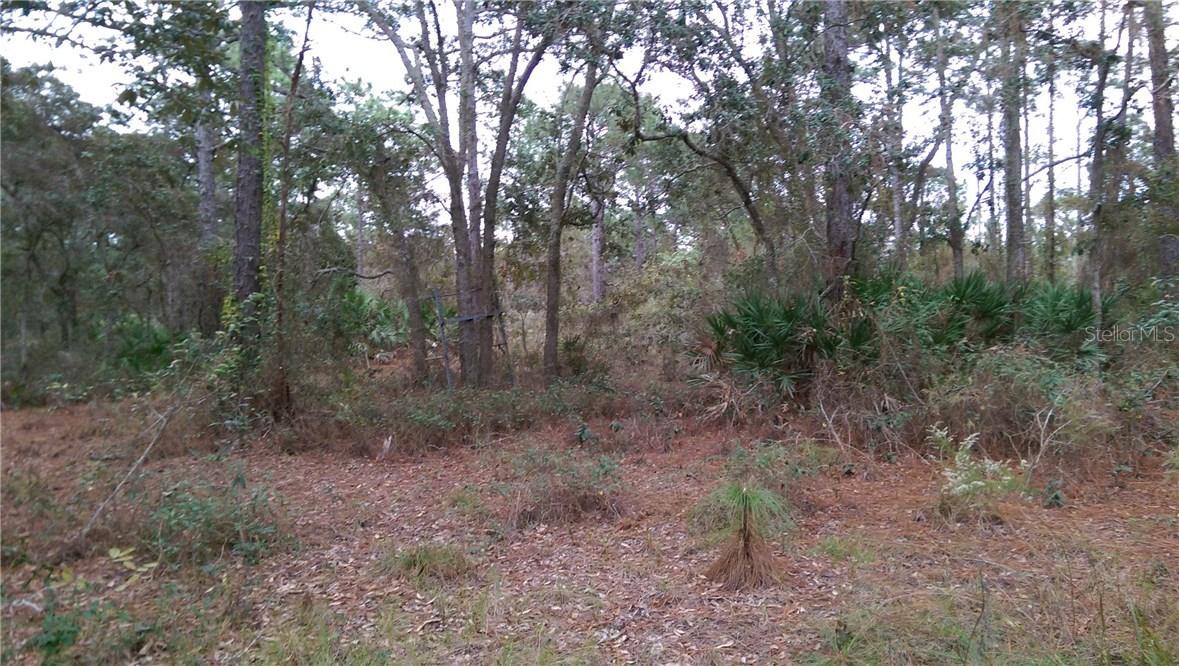 Bronx, Weeki Wachee, FL 34614