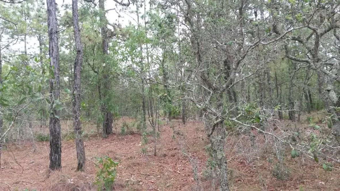 9124 Mazette Rd., Weeki Wachee, FL 34613