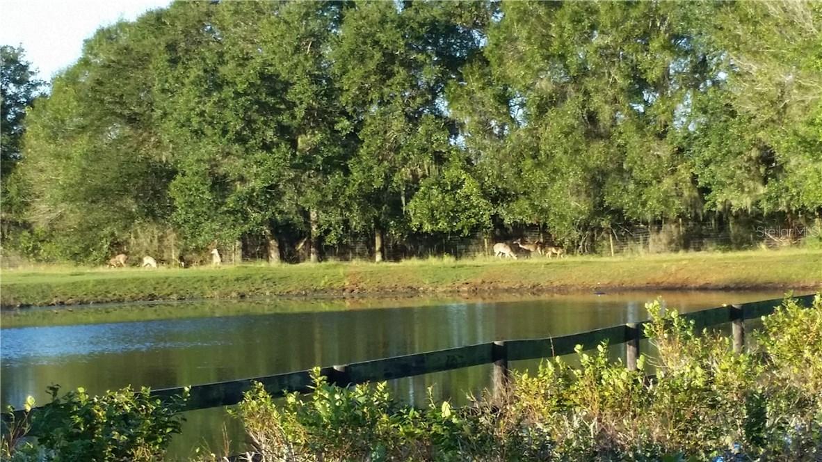 Corbett Road (west 5 Acres), Lithia, FL 33547