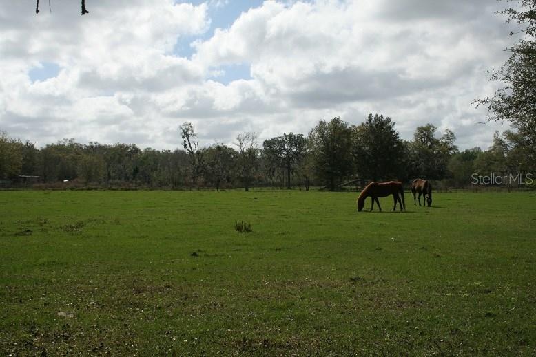 5809 W Knights Griffin Rd., Plant City, FL 33565