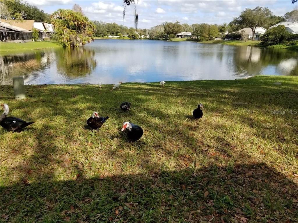 4533 Cedarwood Village Dr., Tampa, FL 33624