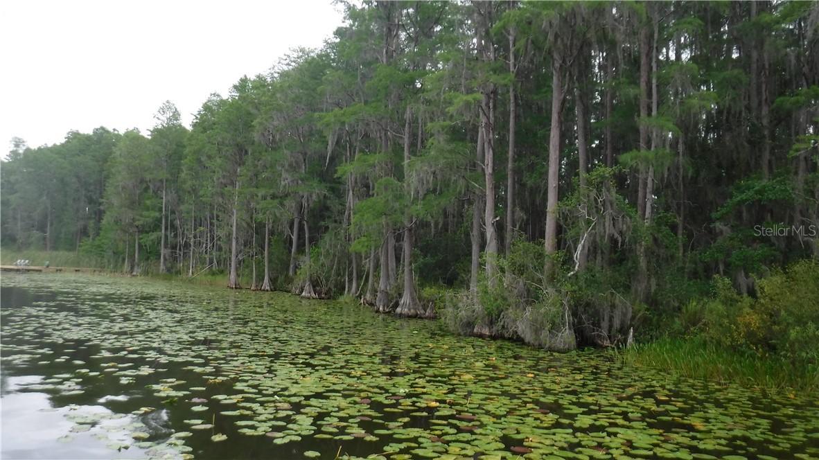 Coqui Ct., Odessa, FL 33556