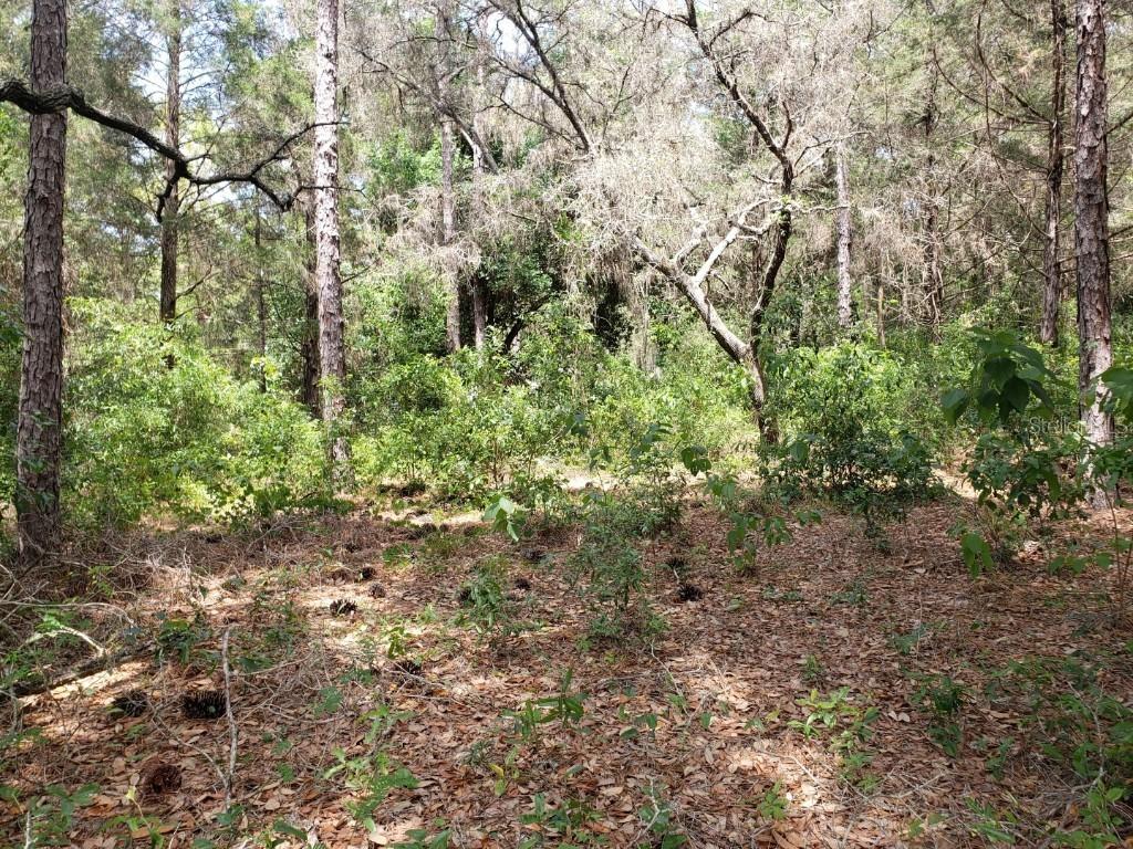 Foxfire Dr, Hudson, FL 34669