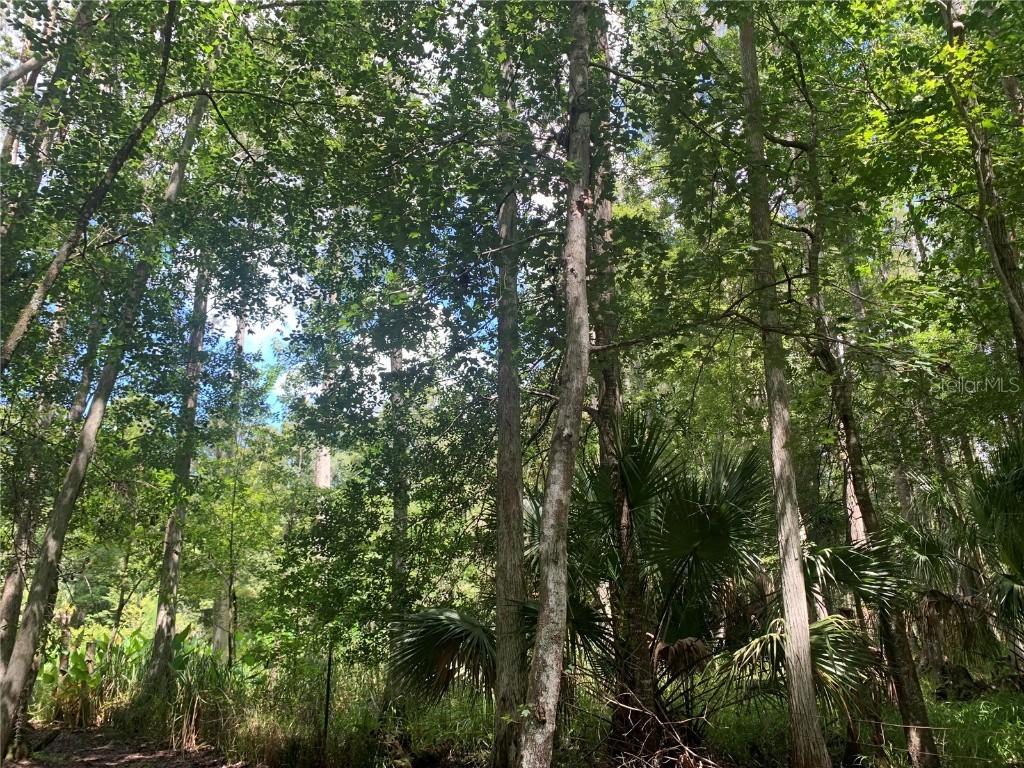 Apple Blossom Ln., Wesley Chapel, FL 33544