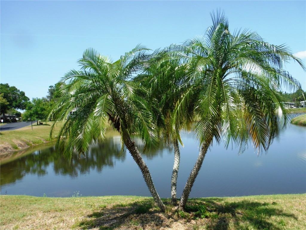 84 Cottagewood Dr. #35, Safety Harbor, FL 34695
