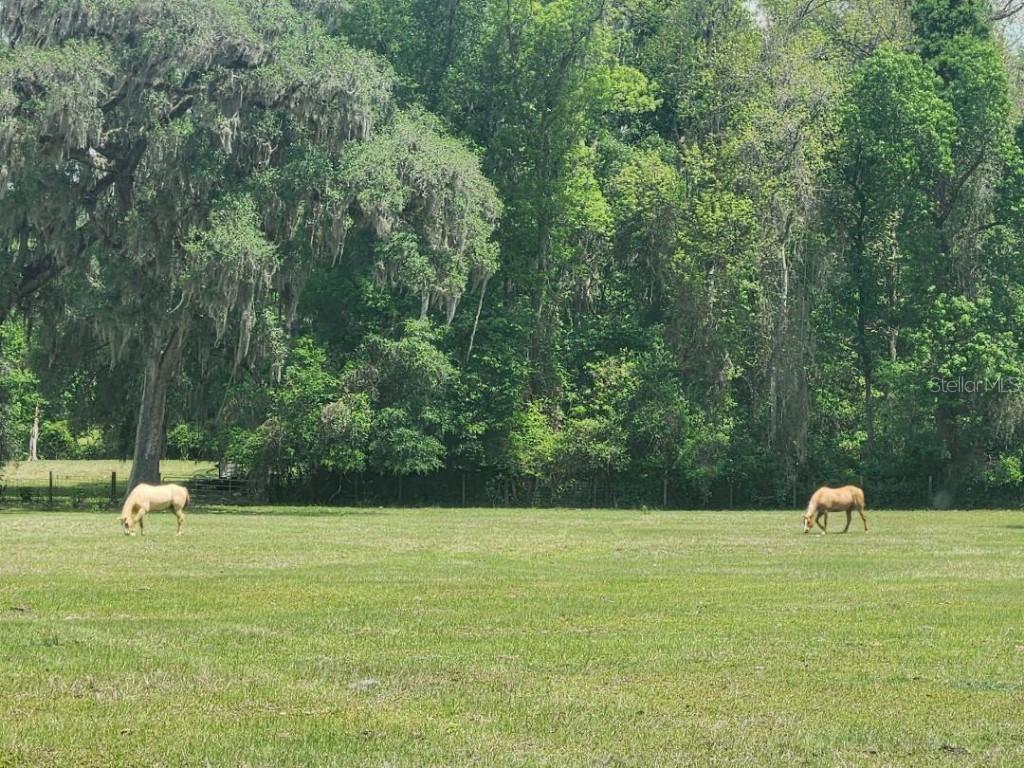 NE 132nd Pl., Anthony, FL 32617