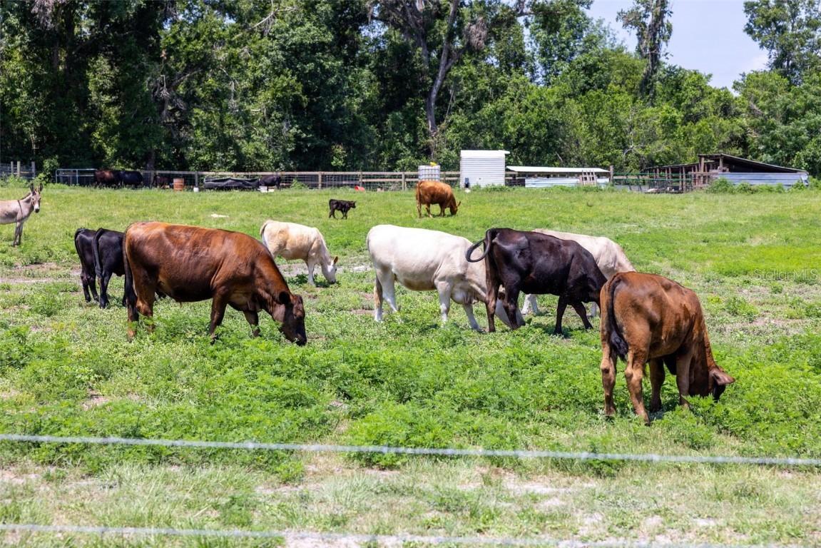 21455 Us Hwy 98, Dade City, FL 33523
