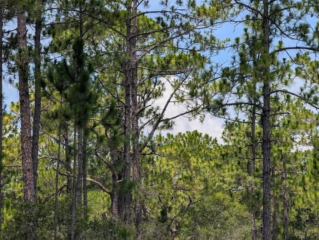 Deland Ave., Indian Lake Estates, FL 33855