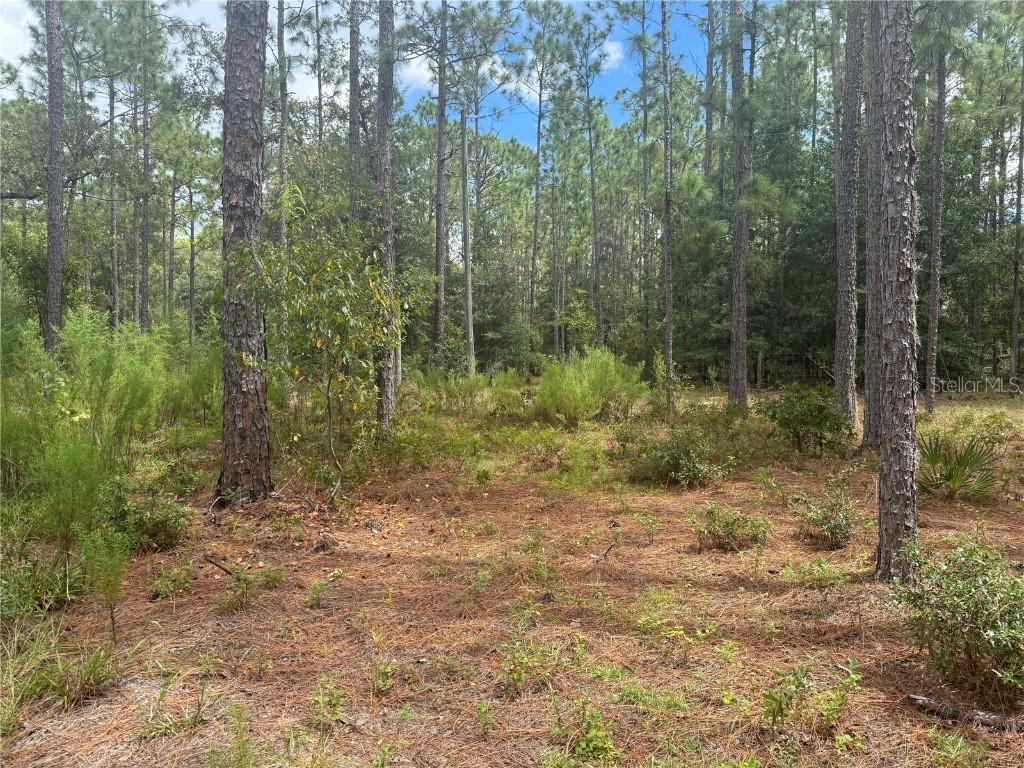 7651 NE 111th Ln., Bronson, FL 32621