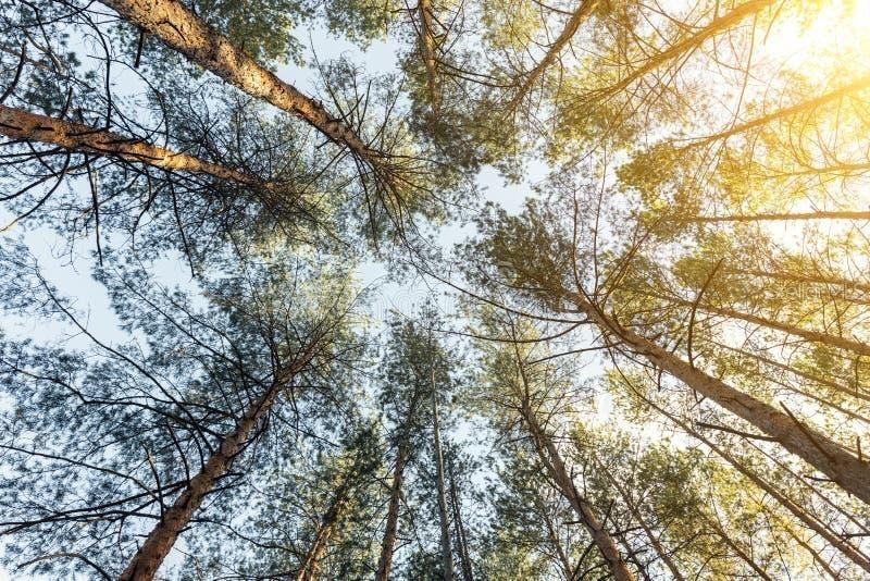 107 Japonica Ave., Indian Lake Estates, FL 33855