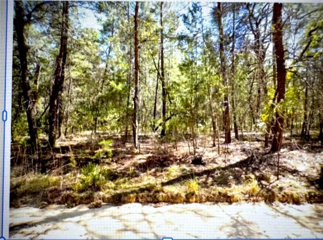 Old Bellamy Tr., Melrose, FL 32666