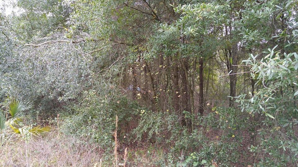 Rolling Meadow, Land O Lakes, FL 34639