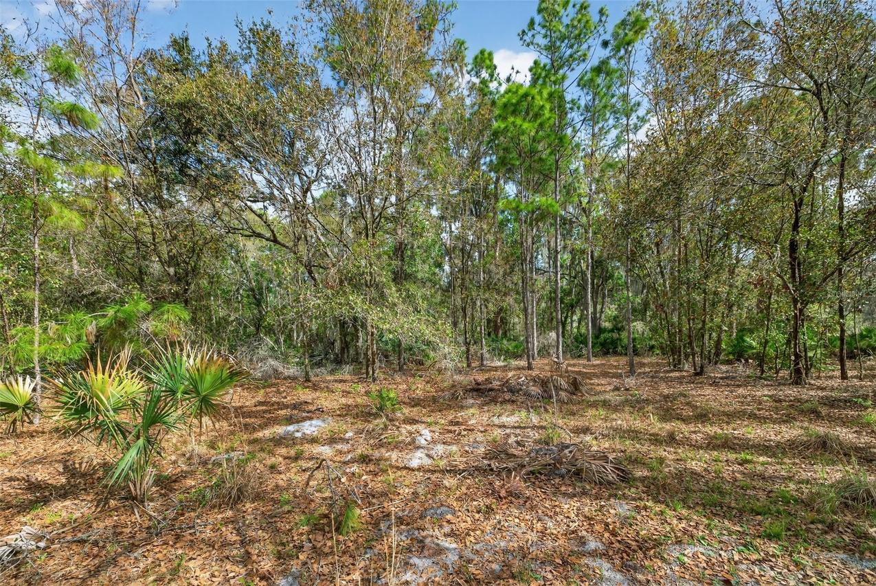 11803 Dog Hollow Ln., Lithia, FL 33547