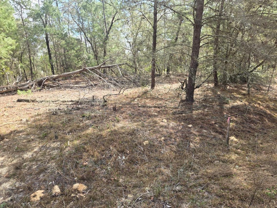 206 Wales St., Interlachen, FL 32148