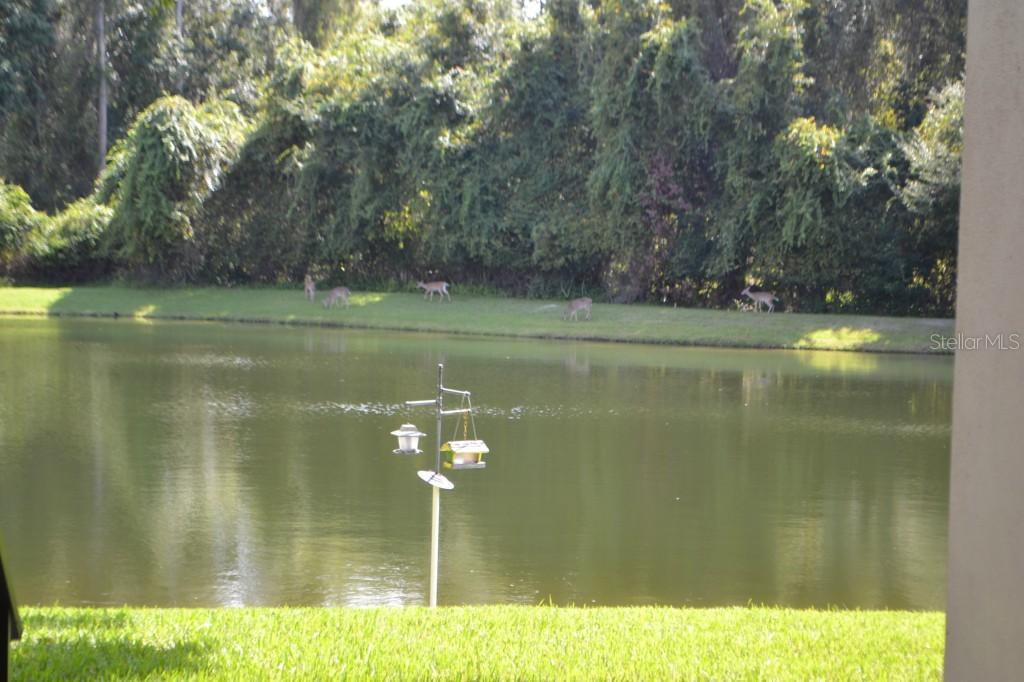 3134 Lake Pine Way #C1, Tarpon Springs, FL 34688