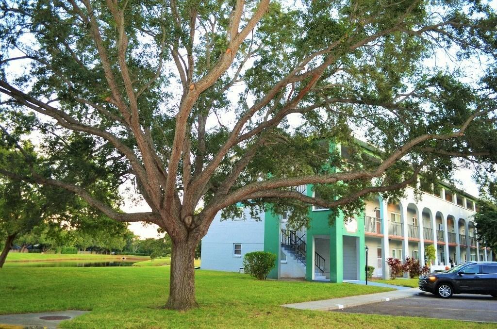 2228 Swedish Dr. #24, Clearwater, FL 33763