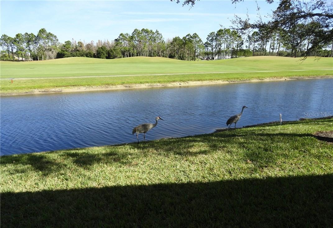 1412 Hickory Moss Pl., Trinity, FL 34655