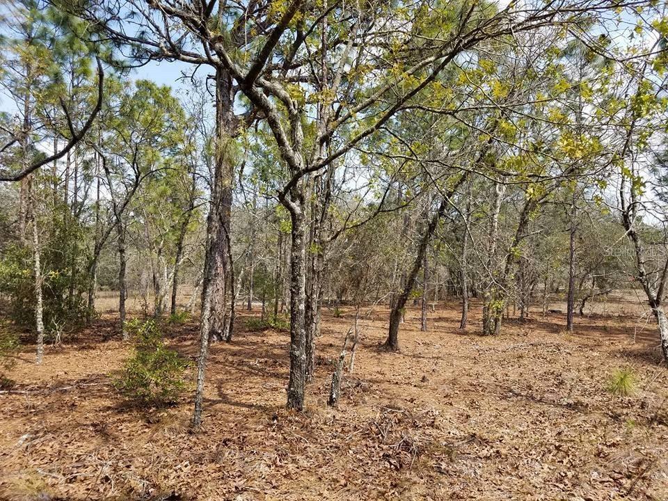 Dalberg Dr., Spring Hill, FL 34610