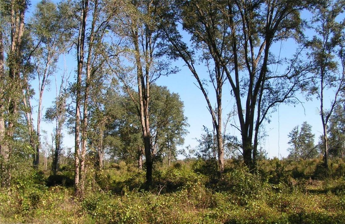 7053 Norne Ln., Mount Dora, FL 32757