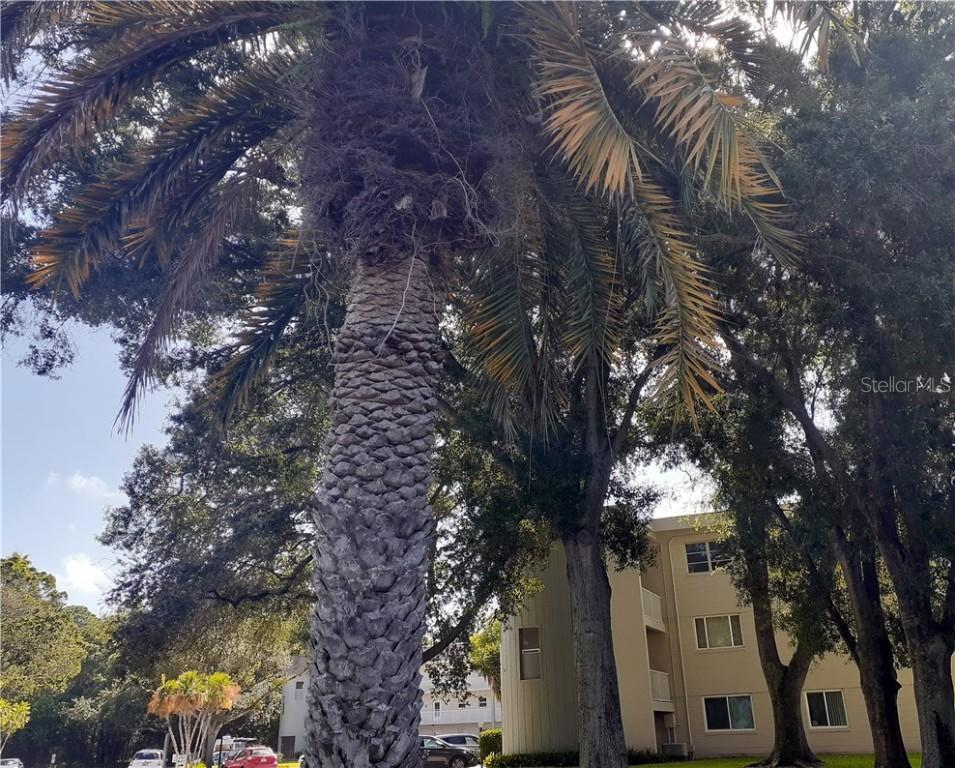 2441 Persian Dr. #61, Clearwater, FL 33763