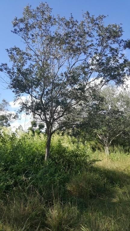 602 Homosassa Ln., Poinciana, FL 34759