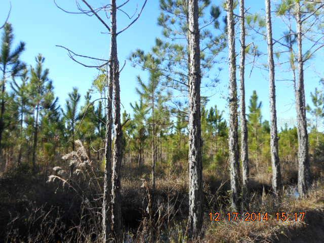 Boice Ln., Ormond Beach, FL 32174