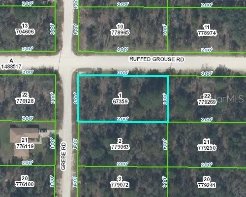 Ruffed Grouse, Weeki Wachee, FL 34614