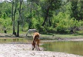 Arlanie Rd., Brooksville, FL 34604