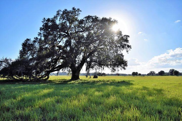 01 Family Ranch Dr., Brooksville, FL 34604