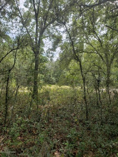 Rosehill Dr., Webster, FL 33597