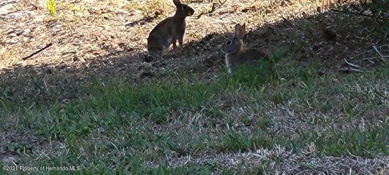 Ridge Manor Blvd, Dade City, FL 33523